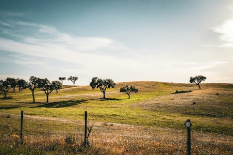 Rural Portuguese landscape with trees and a fence