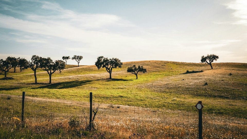 Rural Portuguese landscape with trees and a fence